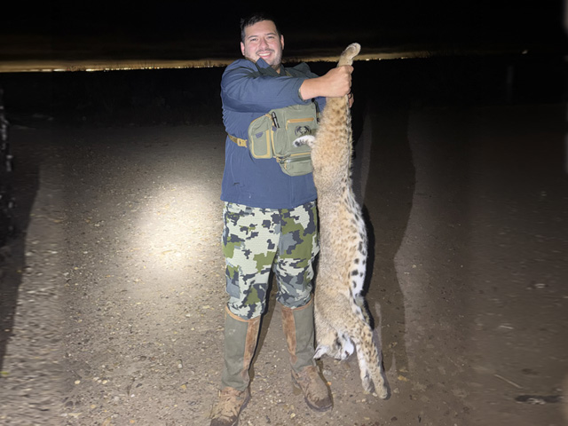 bobcats